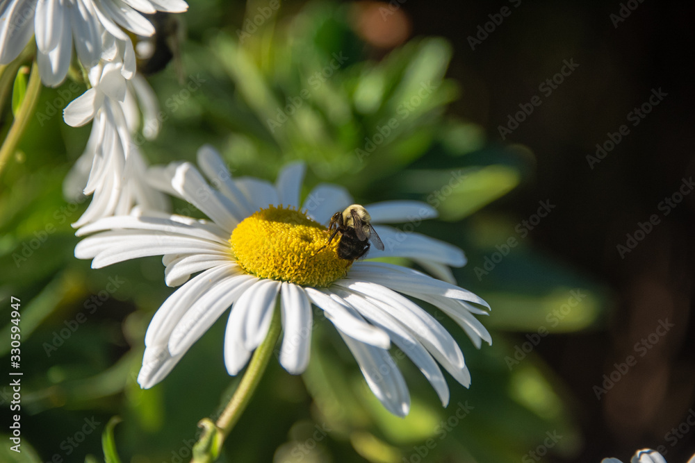 White daisy with bright yellow center, with black and yellow bee on flower center White daisy with bright yellow center, with black and yellow bee on flower center