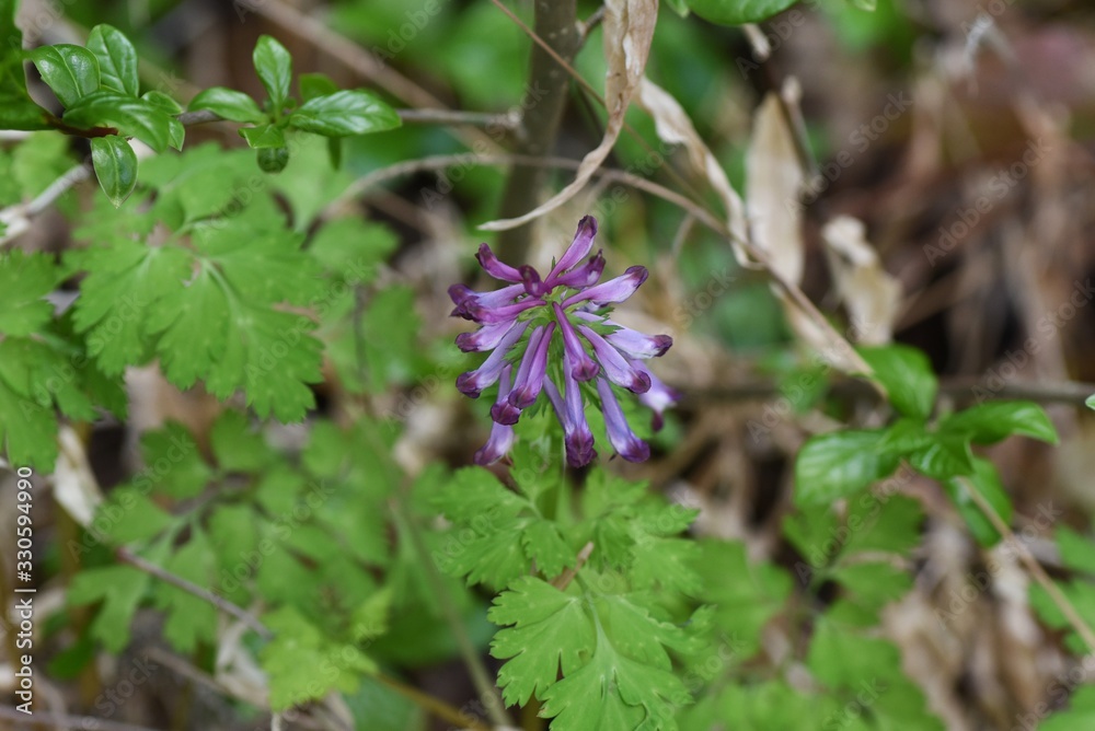 Fumewort (Corydalis incisa) has red-purple tubular flowers in spring. But it is a poisonous plant that contains protopin. Fumewort (Corydalis incisa) has red-purple tubular flowers in spring. But it is a poisonous plant that contains protopin.