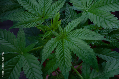 Indica Cannabis leaves