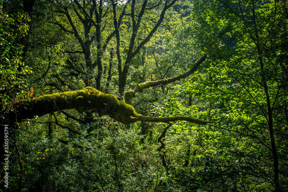 Fototapeta premium bonita floresta no norte de Portugal, parque Peneda dos Gerês