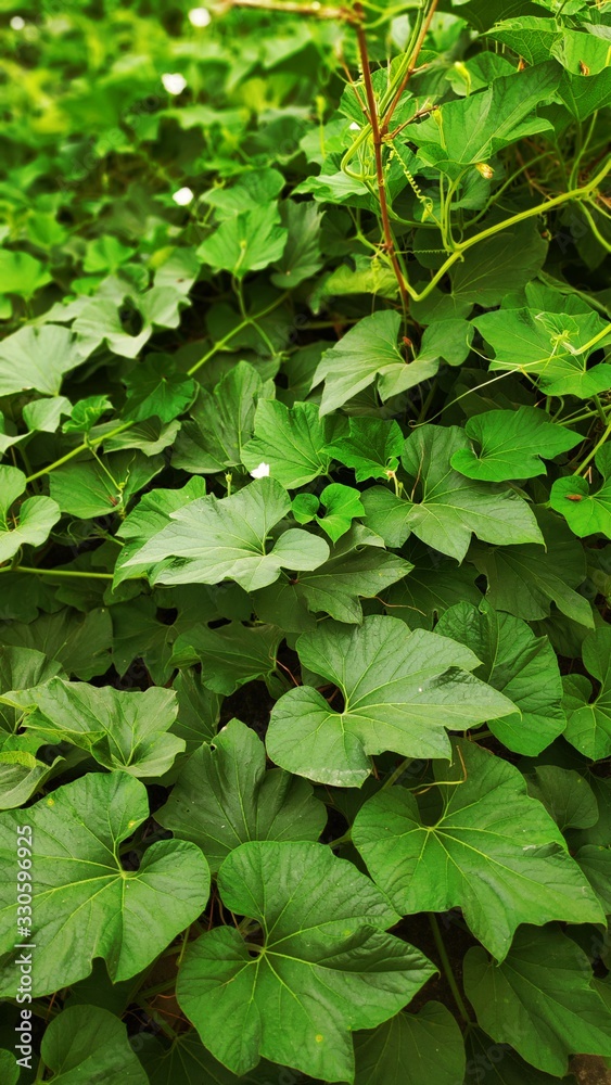 green leaves background green leaves background