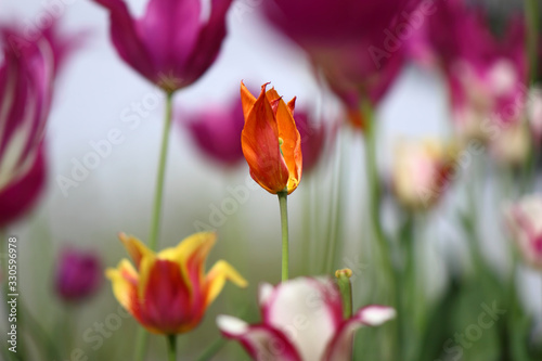 Tulips, the most beautiful spring flowers