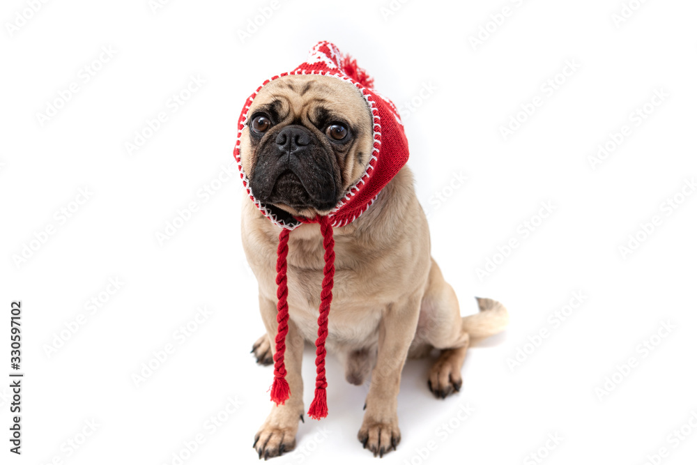 Cute pug dog wearing a red & white knitted winter hat