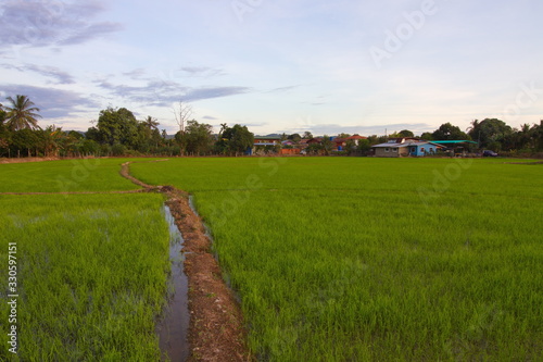 Beautiful scenery of paddy field at morning in Sabah North Borneo, Background of paddy field in natural green, golden color