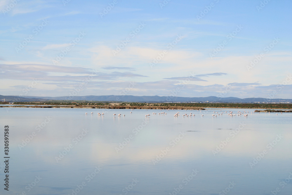 Palavas les Flots, Etang du Grec, Beautiful Pink flamingos in Camargue pond, botanical and zoological nature reserve in France