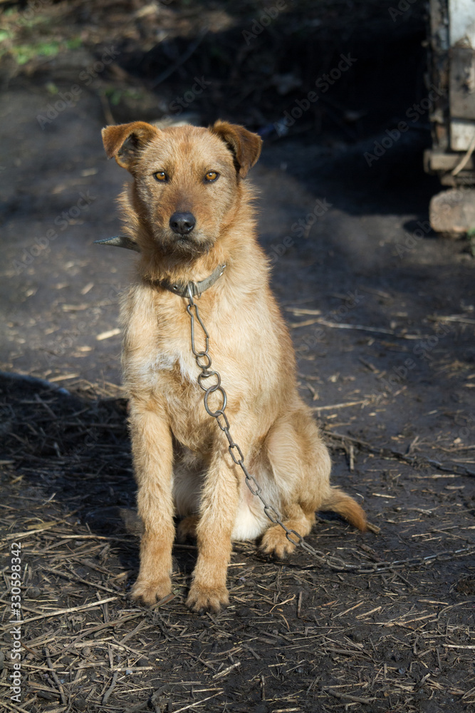 Chained up dog near wooden kennel, dog guards a house in the countryside Chained up dog near wooden kennel, dog guards a house in the countryside