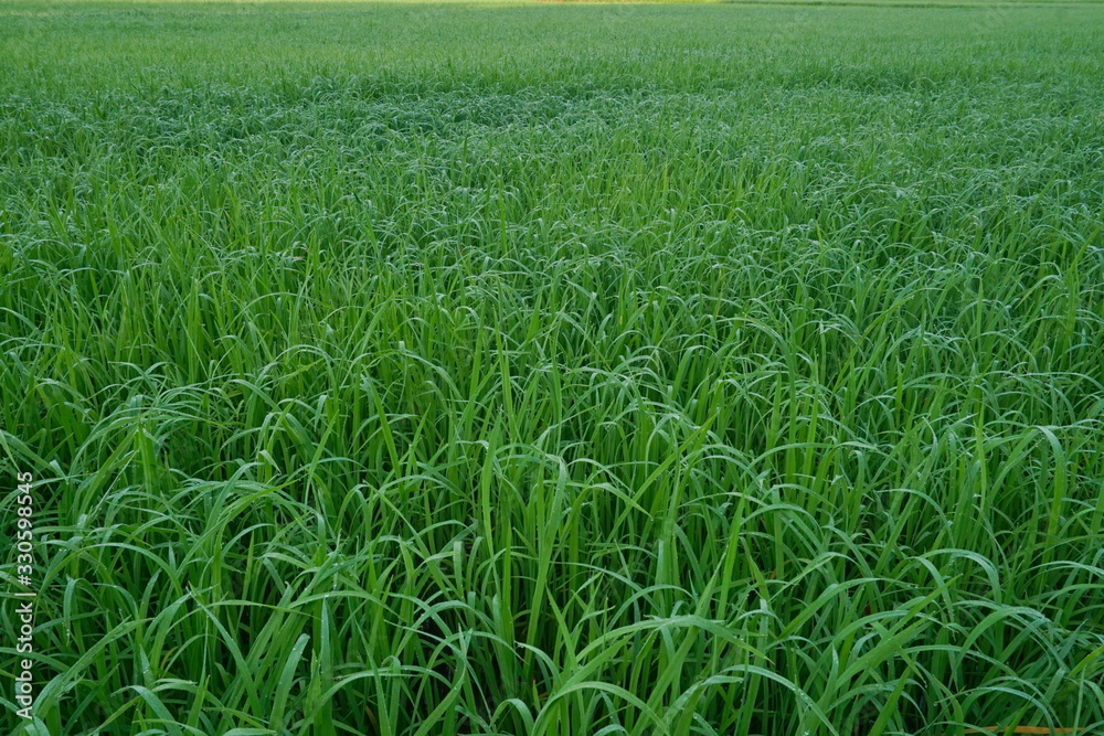 Beautiful scenery of paddy field at morning in Sabah North Borneo, Background of paddy field in natural green, golden color Beautiful scenery of paddy field at morning in Sabah North Borneo, Background of paddy field in natural green, golden color