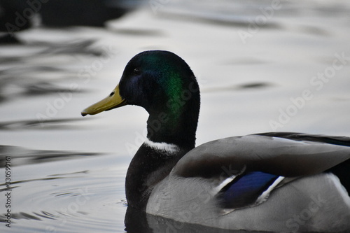 Male duck swimming