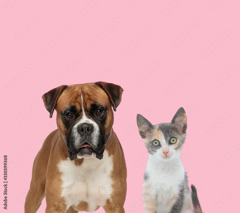 team of boxer and metis cat on pink background