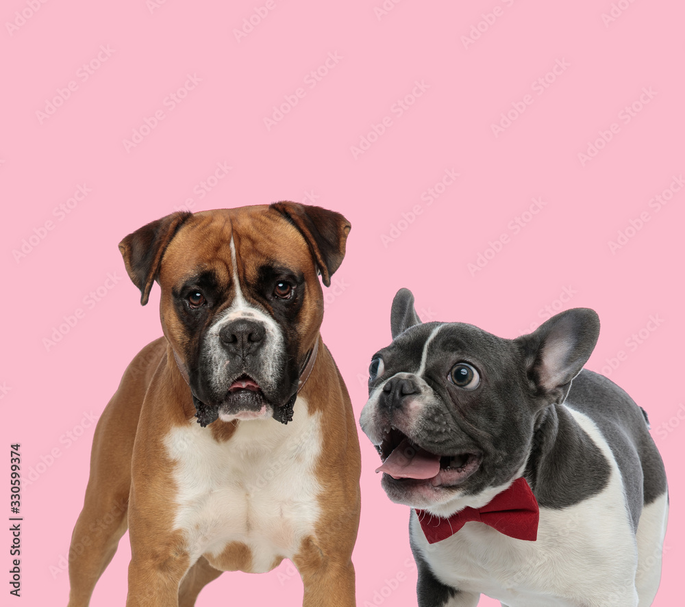 team of boxer and french bulldog