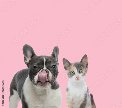team of french bulldog and metis cat © Viorel Sima