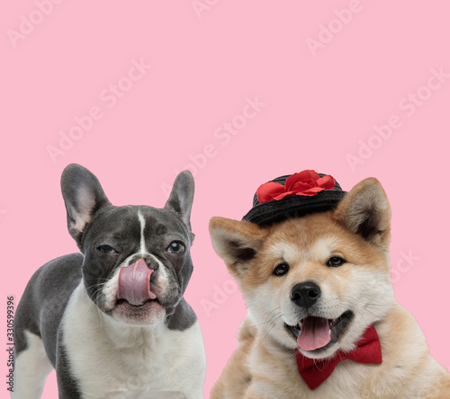 team of two french bulldog and akita inu © Viorel Sima