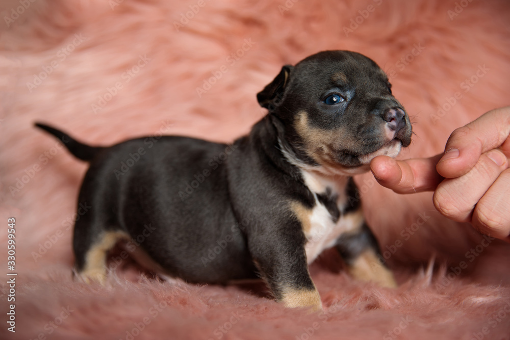Side view of adorable American Bully puppy