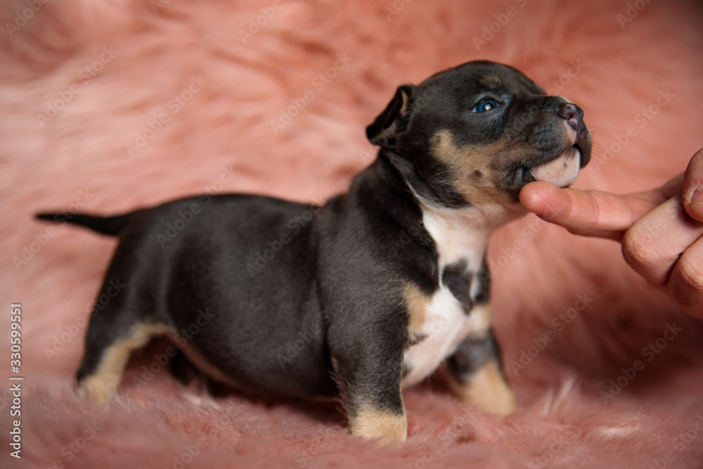 Side view of curious American Bully puppy being petted Side view of curious American Bully puppy being petted