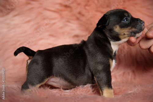 Side view of dutiful American Bully puppy being petted