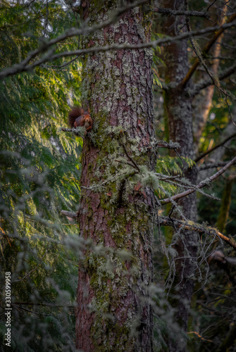 Bonito esquilo selvagem no galho da   rvore na floresta