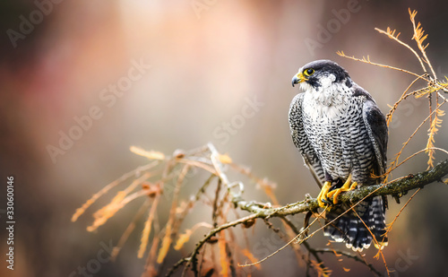 Peregrine falcon on branch. Bird of prey falconry male portrait, Falco peregrinus