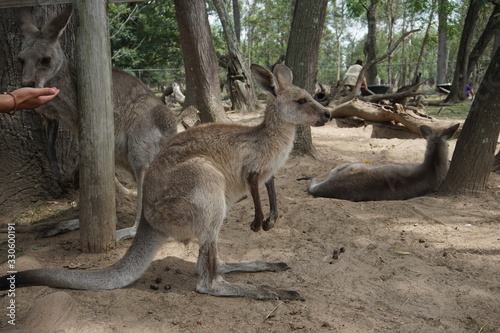 Photography Kangaroo at Lone Pine Koala Sanctuary