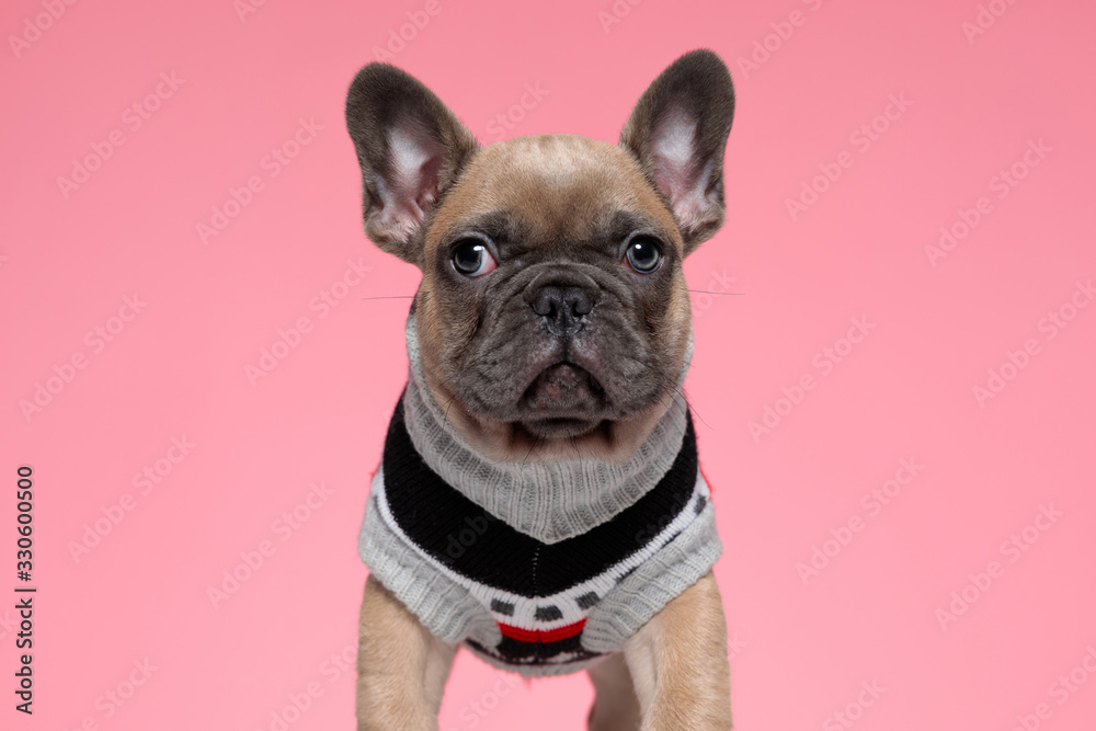 cute young french bulldog in costume looking to side