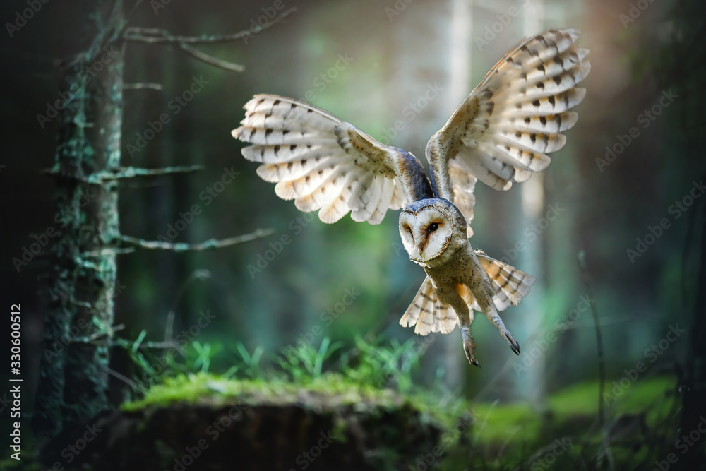 Fototapeta premium Płomykówka w locie przed atakiem w głębokim magicznym lesie, Tyto alba spead skrzydła.