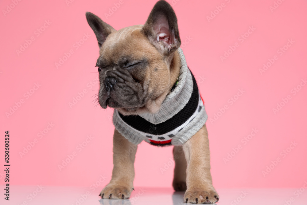 cute french bulldog in costume closing eyes