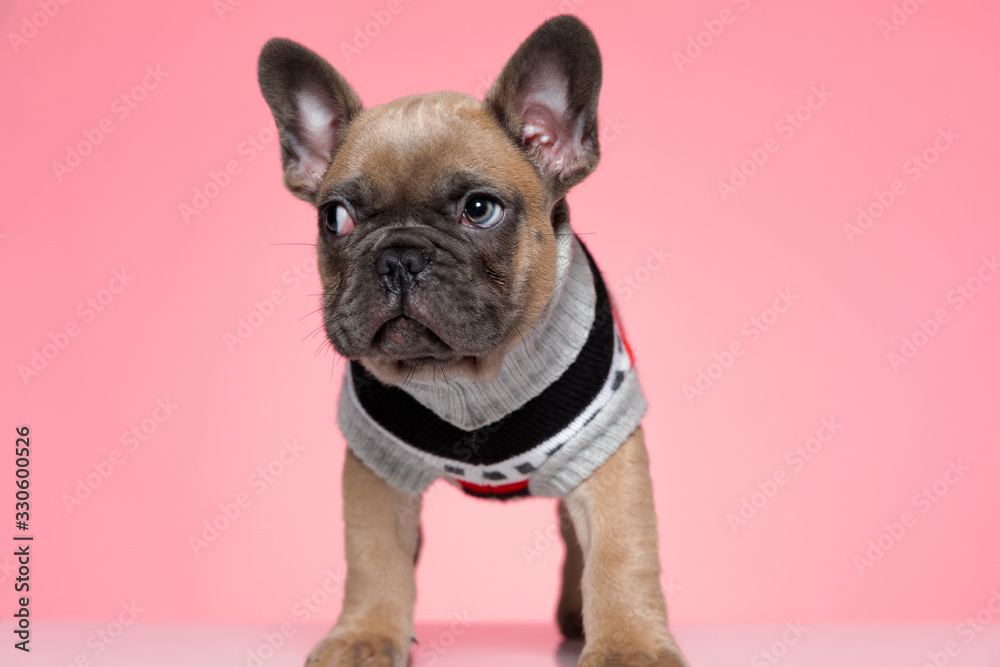 cute small french bulldog in costume looking to side