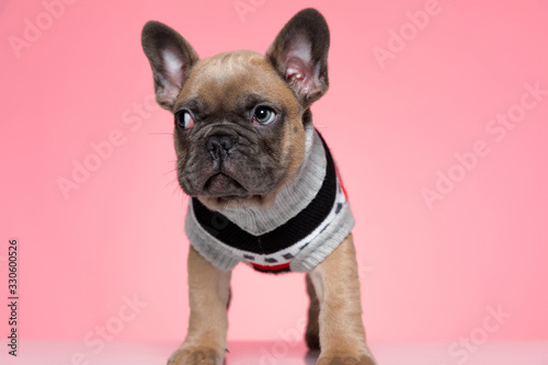 cute small french bulldog in costume looking to side © Viorel Sima