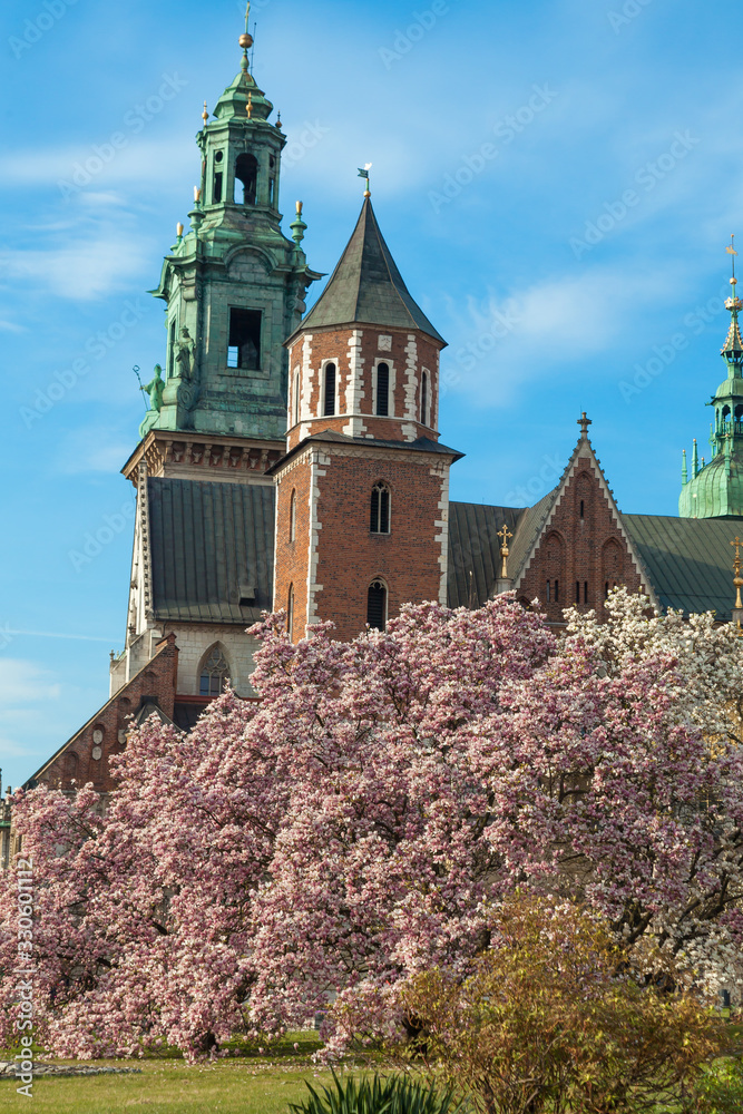 Wawel cathedral with blossom magnolia at spring time, Krakow, Poland