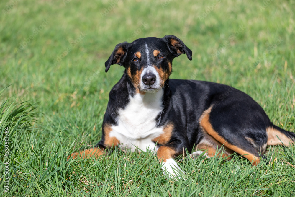 Appenzeller Mountain dog lying in the grass outdoors Appenzeller Mountain dog lying in the grass outdoors
