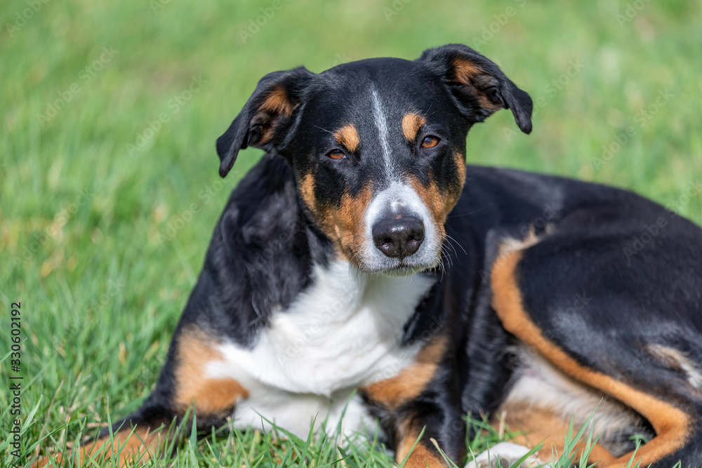 Appenzeller Mountain dog lying in the grass outdoors Appenzeller Mountain dog lying in the grass outdoors