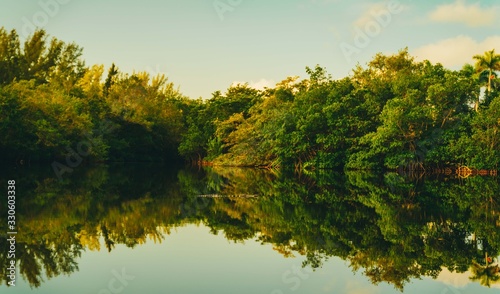 autumnal aquatic landscape crocodile animal lake florida river nature forest tree green summer prints stage cloud mirror reflection