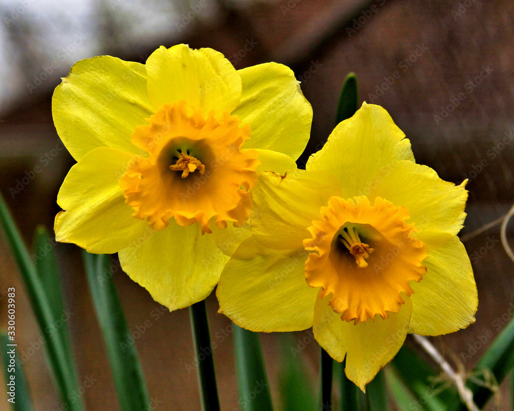 daffodils daffodils