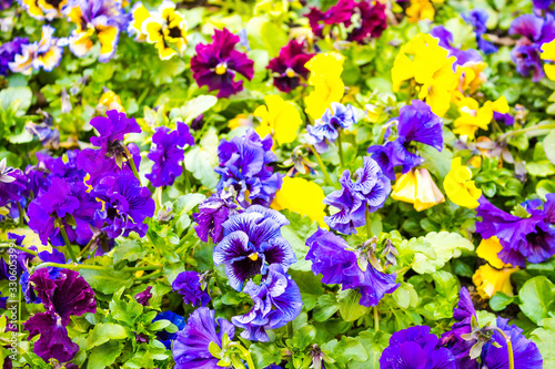 Floral spring background of many pansies in yellow   blue  purple and maroon  top view.