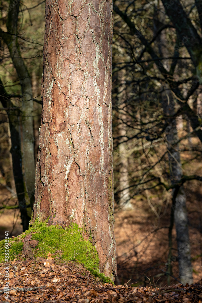 Old pine tree trunk. Bark on a coniferous tree.