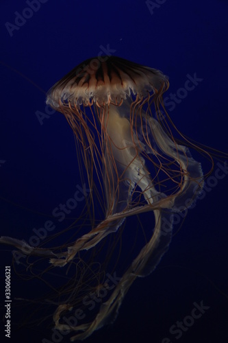 jellyfish