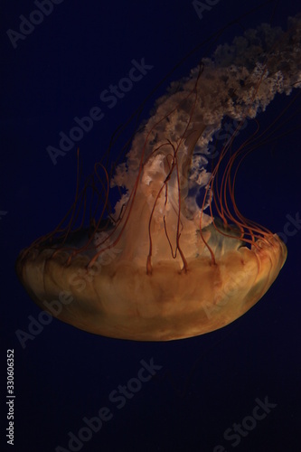 jellyfish
