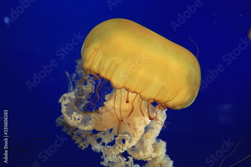 jellyfish in water