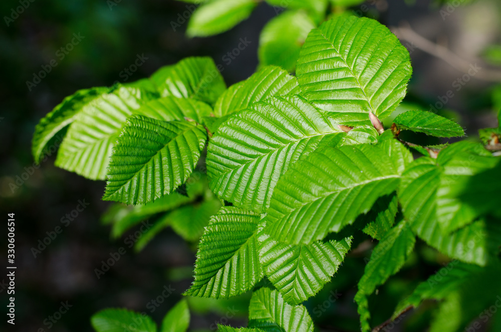 Fresh green Corylus leaves. Juicy Hazelnut leaves in the forest. Springtime natural background. Fresh green Corylus leaves. Juicy Hazelnut leaves in the forest. Springtime natural background.