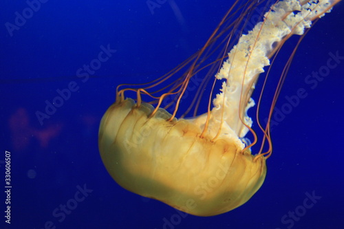 jellyfish in water