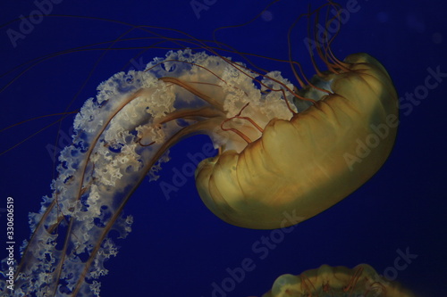 jellyfish in water