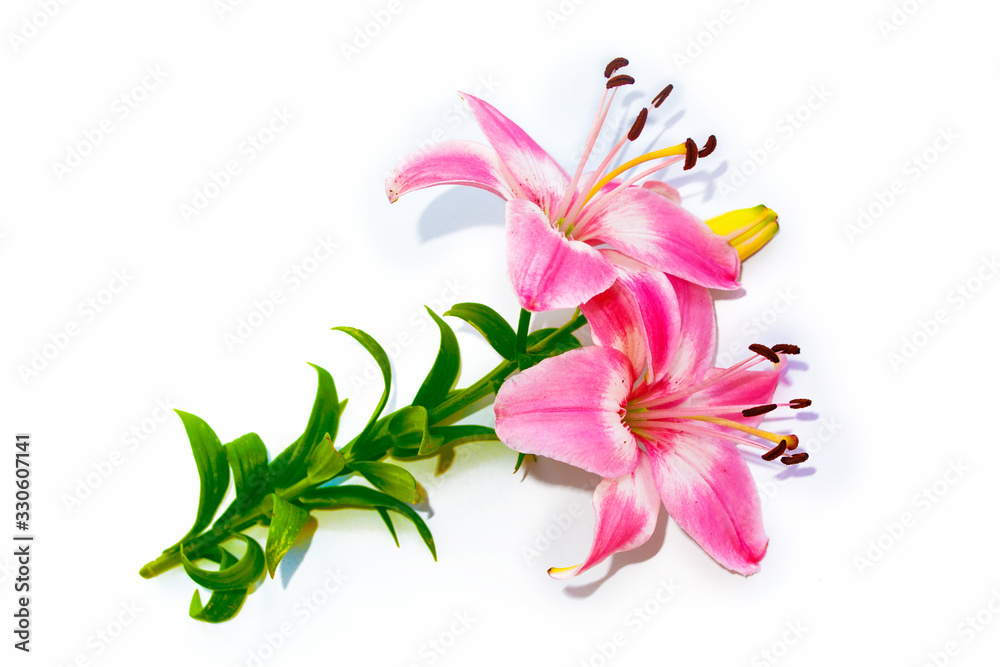 Bright lily flowers isolated on white background. Bright lily flowers isolated on white background.