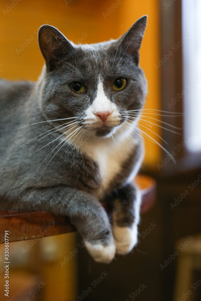 portrait of domestic cat at home close up portrait of domestic cat at home close up