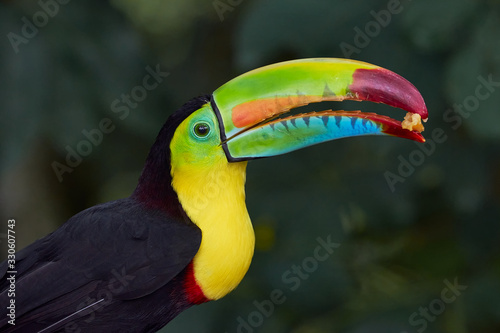 Portrait of a colorful toucan feeding