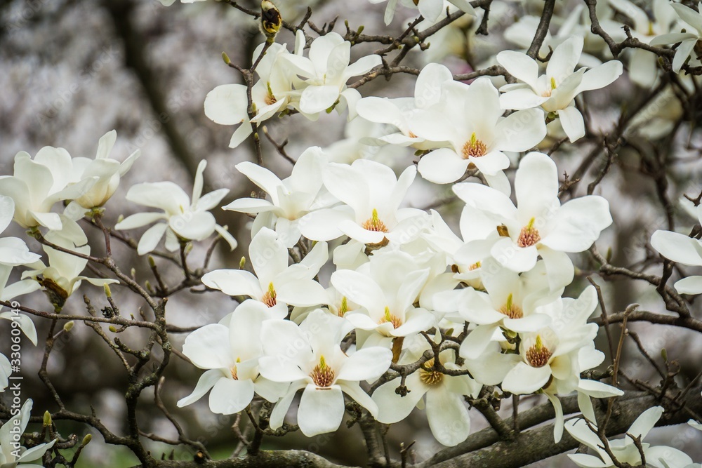 cluster of white magnolias
