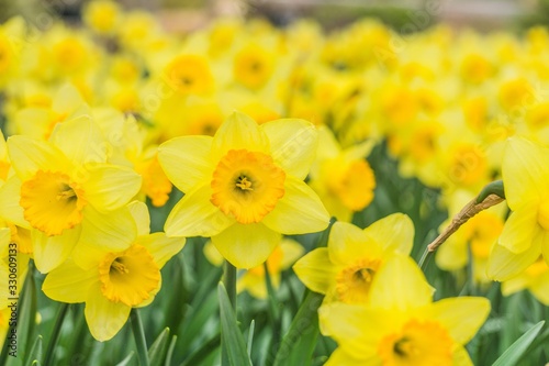 closeup on yellow daffodils © Stephanie