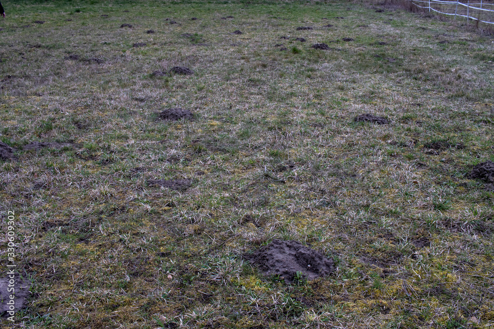 Maulwurfshaufen auf Wiese Maulwurfshaufen auf Wiese