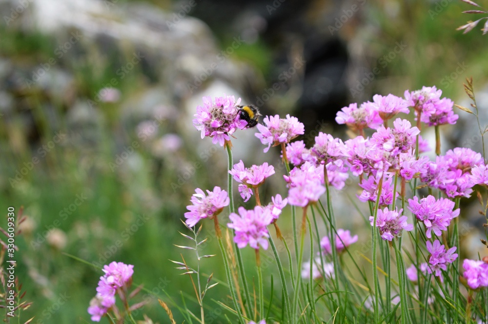 Bee on a Flower Bee on a Flower