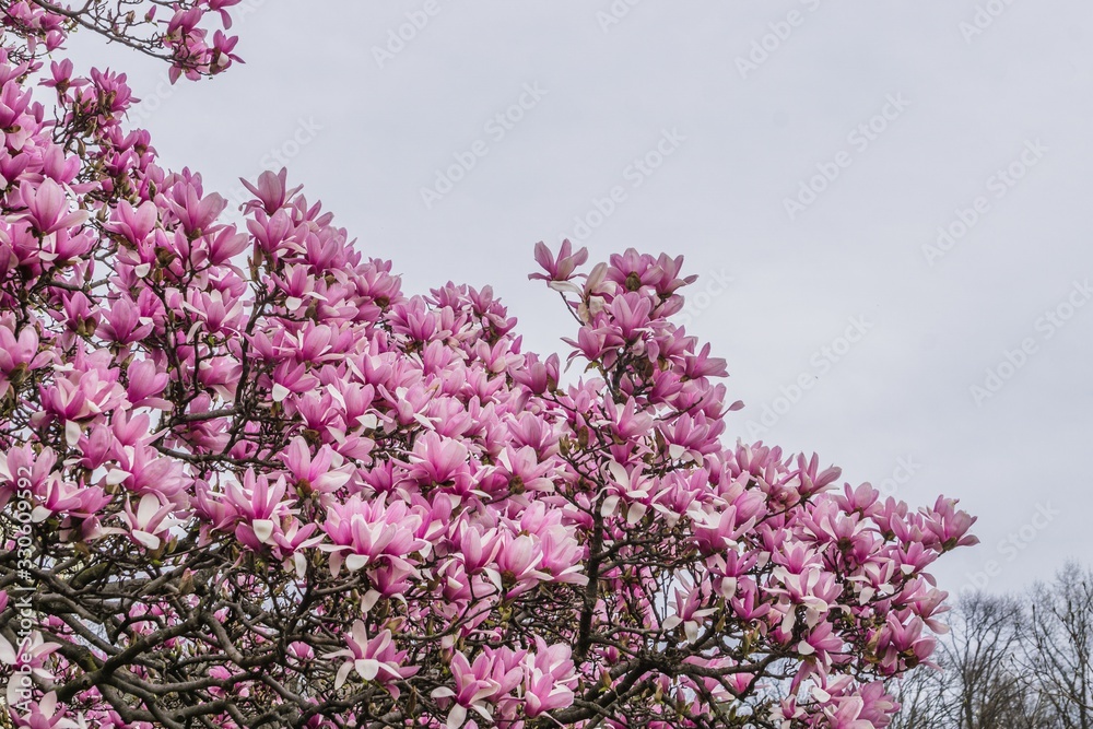 pink magnolia tree blooming in spring