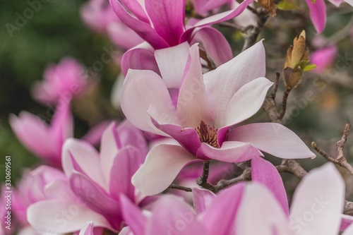 pink magnolia flowers blooming tree