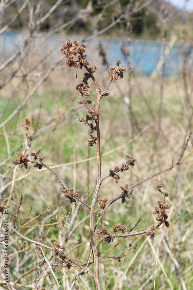 Fototapeta premium Cocklebur seed / Common cocklebur attaches thorny fruit after the flower and sticks to the body of animals and human clothes. Seeds are medicinal.